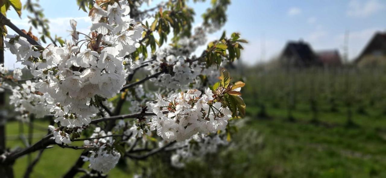 Ferienwohnung Bluetenblick Bachenbrock Dış mekan fotoğraf